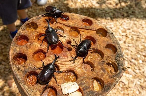 福島復興展示のみどころ ｜ 万博出展内容 ｜ 「2025年大阪・関西万博